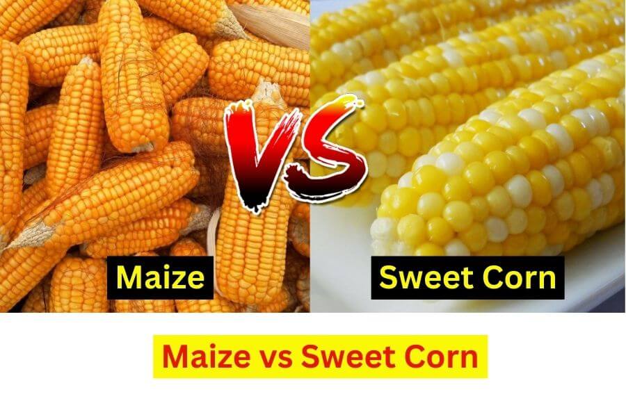 Maize Vs Sweet Corn Difference Between Maize And Sweet Corn