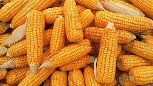 maize